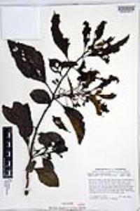 Cordia salvadorensis image