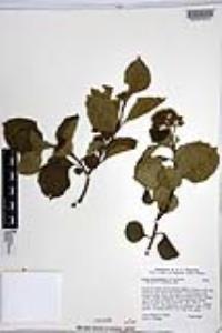 Cordia salvadorensis image