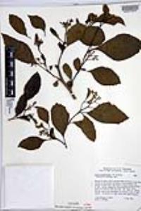 Cordia salvadorensis image