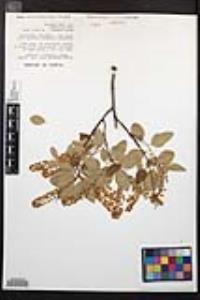 Prunus serotina subsp. virens image