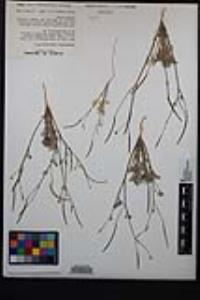 Eschscholzia minutiflora image