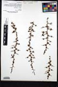 Ziziphus parryi image