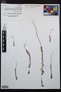 Clarkia purpurea subsp. quadrivulnera image