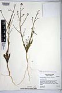 Eulobus californicus image