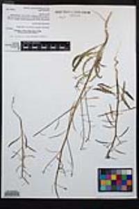 Eulobus californicus image