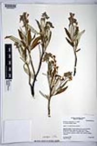 Eriodictyon trichocalyx image