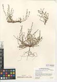 Pectocarya penicillata image