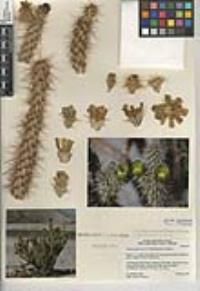 Cylindropuntia ganderi image