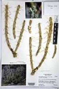 Cylindropuntia californica var. parkeri image
