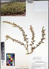 Atriplex glauca image