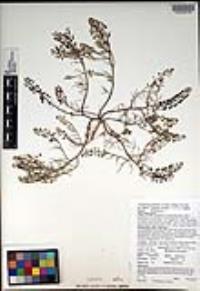 Lepidium nitidum image