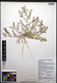 Lepidium lasiocarpum image