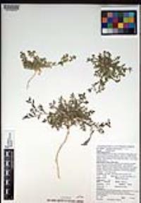 Lepidium lasiocarpum image