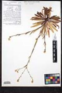 Plagiobothrys nothofulvus image