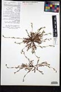 Plagiobothrys collinus image