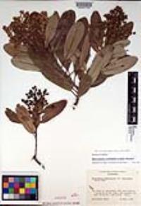 Heteromeles arbutifolia var. macrocarpa image