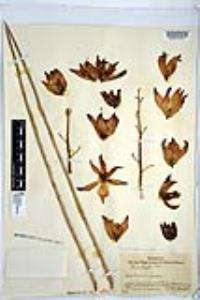 Hesperoyucca whipplei image