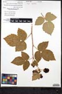 Rubus ursinus image