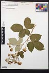 Rubus armeniacus image