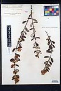 Ceanothus crassifolius image