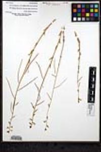 Caulanthus simulans image