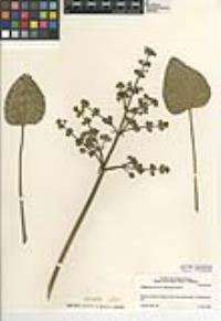 Echinodorus berteroi image