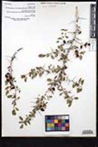 Ziziphus parryi image