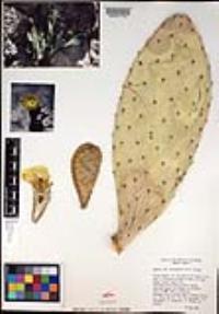 Opuntia leucotricha image