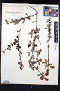 Ceanothus tomentosus image