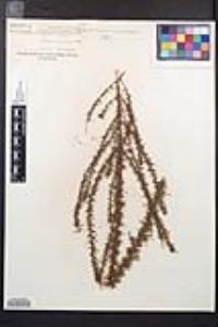 Adenostoma fasciculatum image
