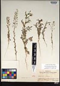 Descurainia pinnata subsp. halictorum image