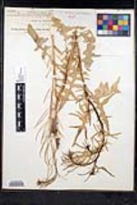 Sisymbrium irio image