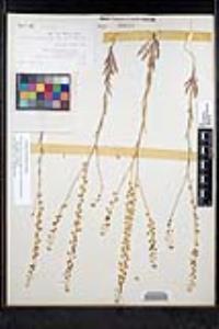 Thysanocarpus curvipes subsp. eradiatus image
