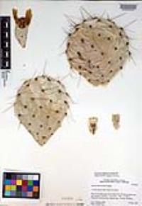 Opuntia phaeacantha image