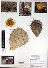 Opuntia phaeacantha image