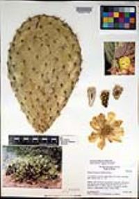 Opuntia durangensis image