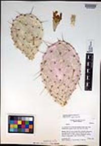 Opuntia setispina image