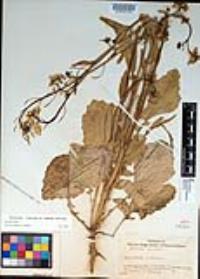 Brassica rapa image