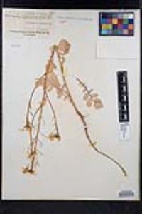 Raphanus raphanistrum image
