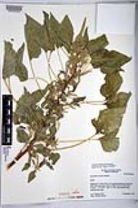 Amaranthus watsonii image