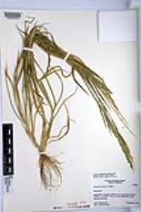 Eriochloa contracta image