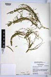 Najas guadalupensis image