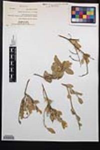 Viscainoa geniculata var. geniculata image