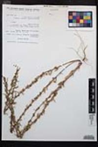 Camissoniopsis hirtella image