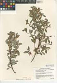 Symphoricarpos rotundifolius image