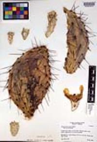 Opuntia phaeacantha image