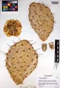 Opuntia phaeacantha image