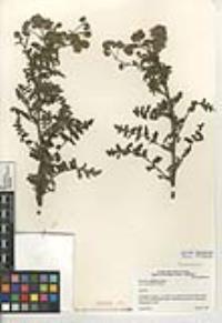 Phacelia ramosissima var. austrolitoralis image