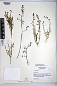 Galium angustifolium subsp. gracillimum image