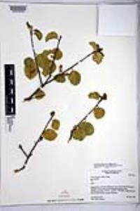 Prunus ilicifolia image